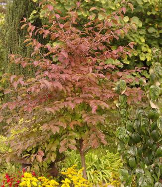 Viburnum prunifolium 