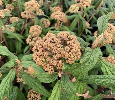 Viburnum rhytidophyllum Green Trump - Leatherleaf Viburnum