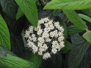 Viburnum x rhytidophylloides Dart's Duke