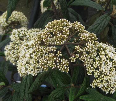 Viburnum rhytidophyllum Green Trump - Leatherleaf Viburnum