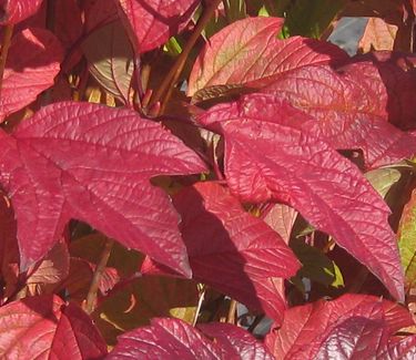 Viburnum trilobum Bailey Compact 