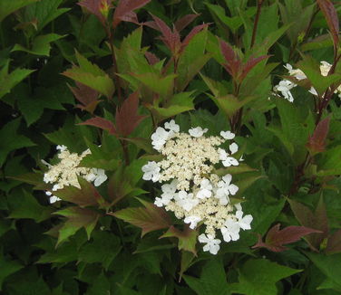 Viburnum trilobum Bailey Compact - American Cranberrybush