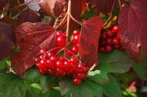 Viburnum trilobum Wentworth