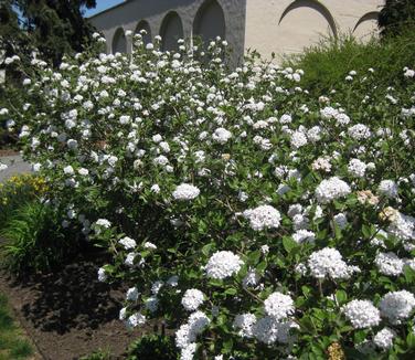 Viburnum x burkwoodii - Burkwood Viburnum (@ Longwood)