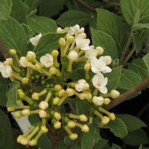 Viburnum x juddii 