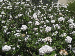 Viburnum x burkwoodii - Burkwood Viburnum (@ Longwood)