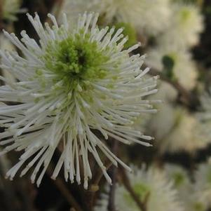 Fothergilla x intermedia Mount Airy