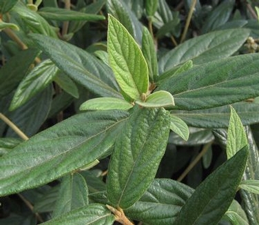 Viburnum x pragense 