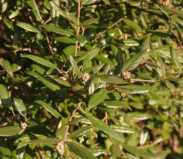 Viburnum x pragense