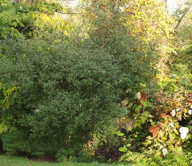 Viburnum x pragense