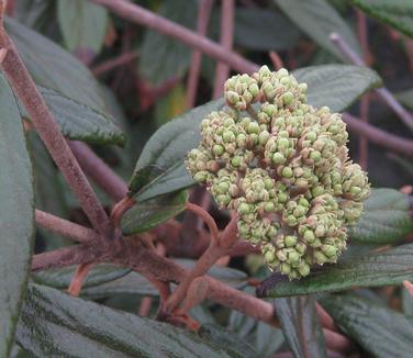 Viburnum x pragense - Prague Viburnum