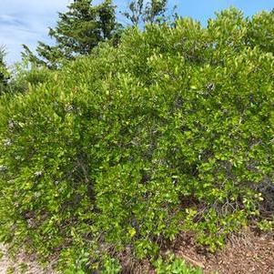 Myrica pensylvanica 