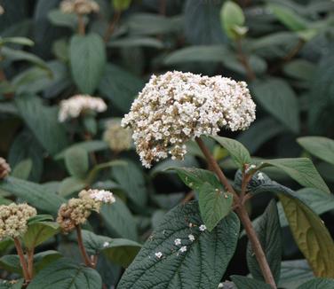 Viburnum x rhytidophylloides 'Dart's Duke'