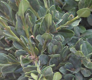 Buxus x 'Green Mountain' - Little Leaf Boxwood
