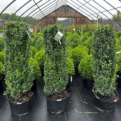 Buxus sempervirens Fastigiata