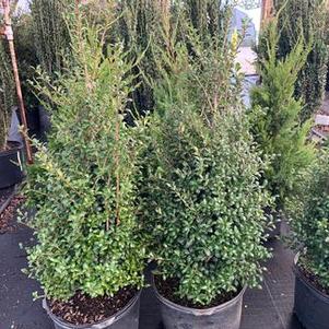 Ilex crenata Chesapeake