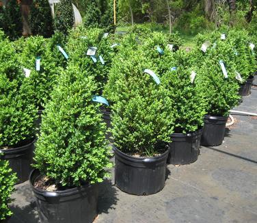 Buxus x Green Mountain 