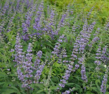 Vitex agnus-castus Shoal Creek