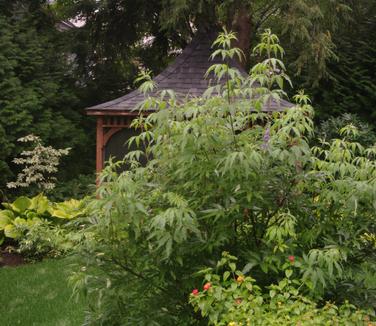 Vitex agnus-castus Shoal Creek