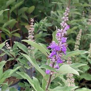 Vitex x Summertime Blues™