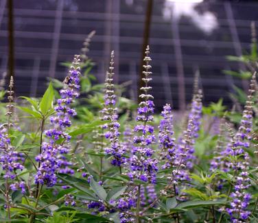 Vitex agnus-castus 'Shoal Creek' 