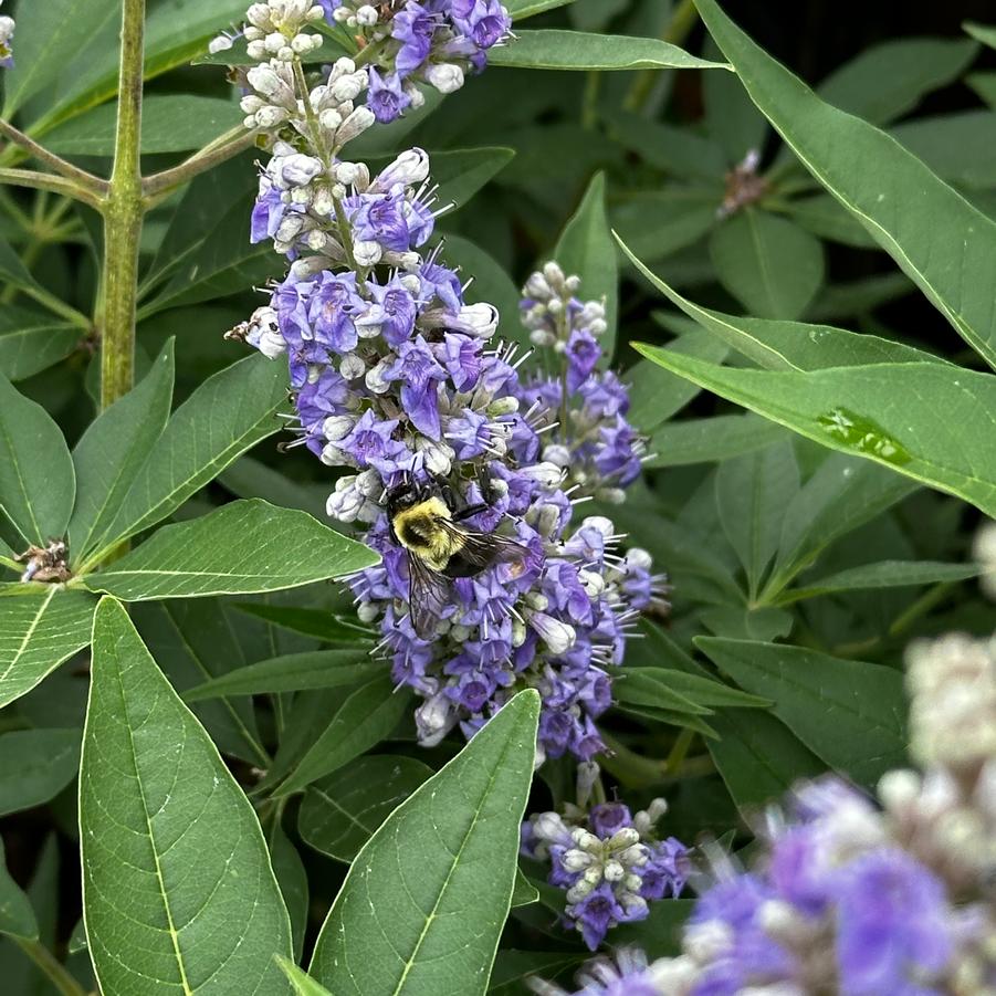 Vitex agnus-castus 'Shoal Creek'