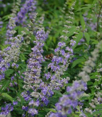 Vitex agnus-castus Shoal Creek