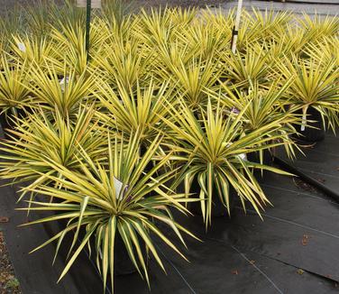 Yucca filamentosa Color Guard