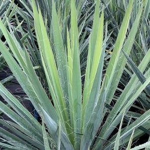 Yucca filamentosa Excalibur