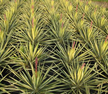 Yucca filamentosa 'Color Guard'