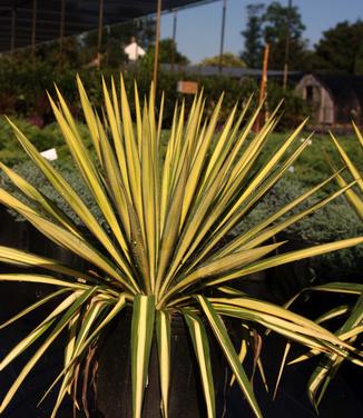 Yucca filamentosa 'Color Guard'