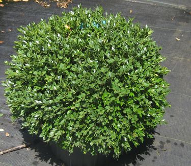 Buxus x 'Green Velvet' 5 gal