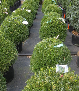 Buxus x Green Velvet