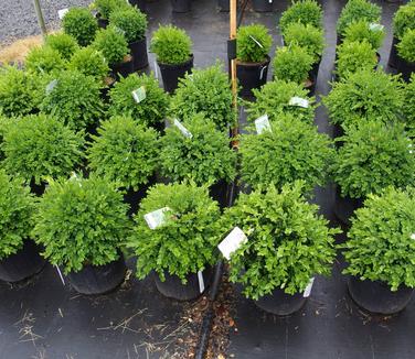 Buxus x Green Velvet 