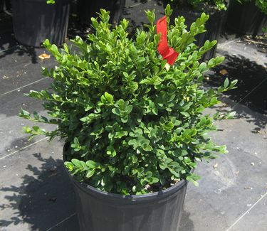 Buxus x 'Green Velvet' 3 gal