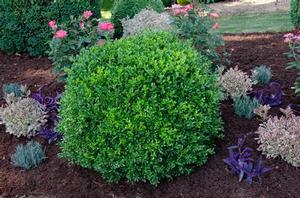 Buxus NewGen™ Independence®