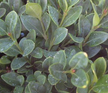 Buxus x 'Green Velvet'