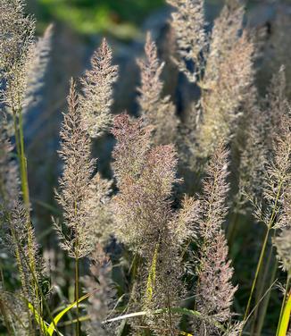 Calamagrostis brachytricha - Korean Feather Reed Grass from Pleasant Run Nursery
