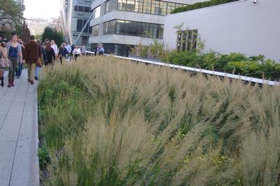 Calamagrostis brachytricha - Korean Feather Reed Grass