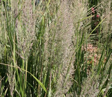 Calamagrostis brachytricha - (Highline NYC)