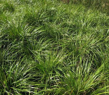 Calamagrostis brachytricha - Korean Feather Reed Grass (Highline NYC)
