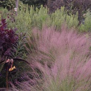 Muhlenbergia reverchonii Undaunted®