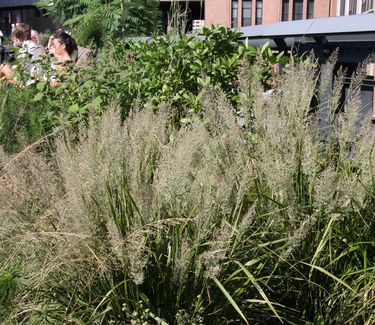 Calamagrostis brachytricha 