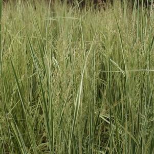 Calamagrostis x acutiflora Overdam