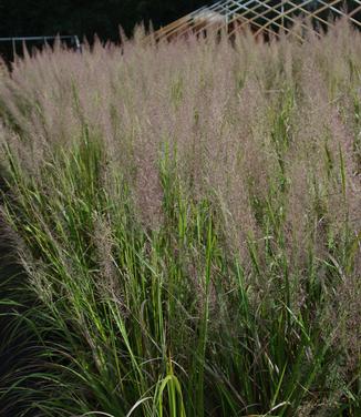 Calamagrostis brachytricha