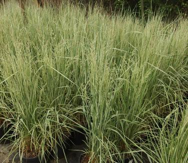 Calamagrostis x acutiflora Overdam