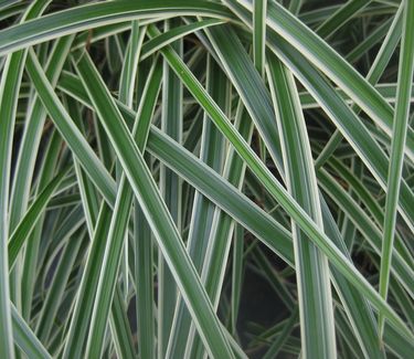 Carex morrowii 'Ice Dance' - Japanese Grass Sedge