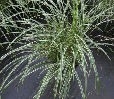 Carex morrowii 'Ice Dance' - Japanese Grass Sedge