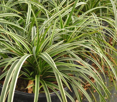 Carex morrowii Ice Dance