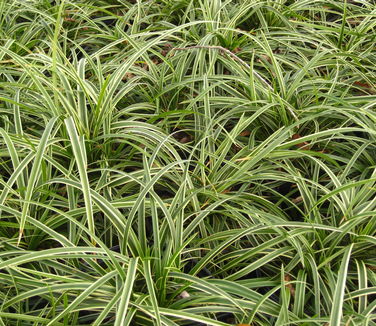 Carex morrowii Ice Dance